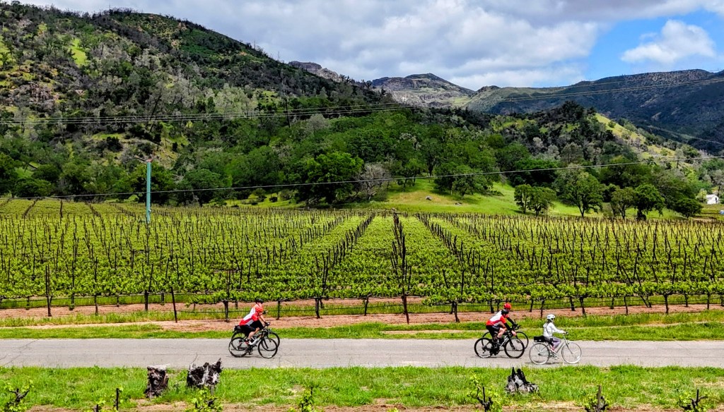 cyclists going along vineyards